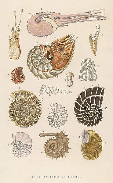 Various Cephalopoda