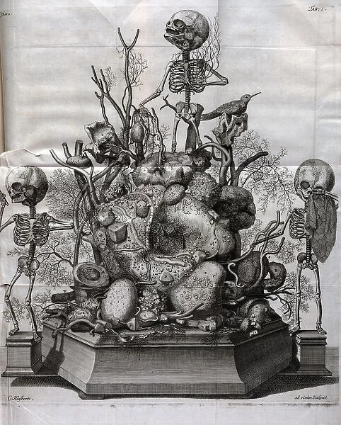 Various fetal skeletons displayed