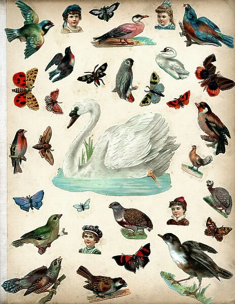 Victorian Scraps - Page of Birds and Insects