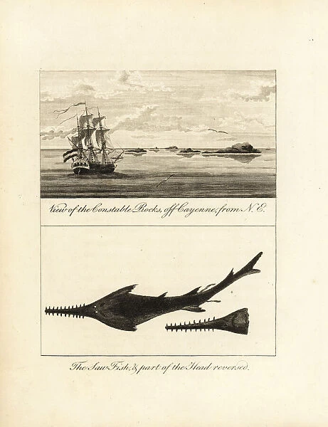 View of Constable Rocks off Cayenne, and sawfish