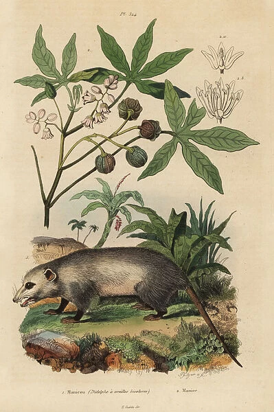 Virginia opossum and cassava
