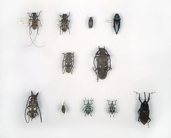 Wallaces beetles