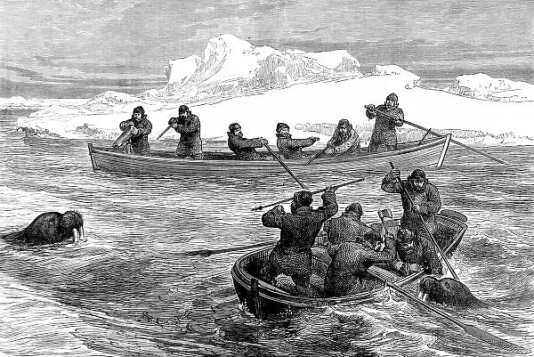 Walrus Hunting during the Pandora Arctic Expedition, 1876