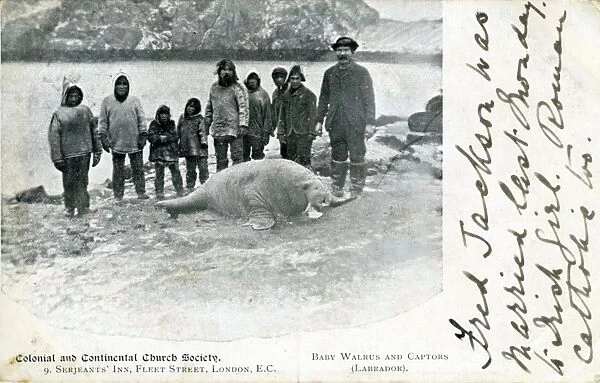 Walrus Pup & Captors, Newfoundland