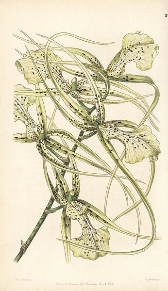 Warty brassia orchid, Brassia verrucosa