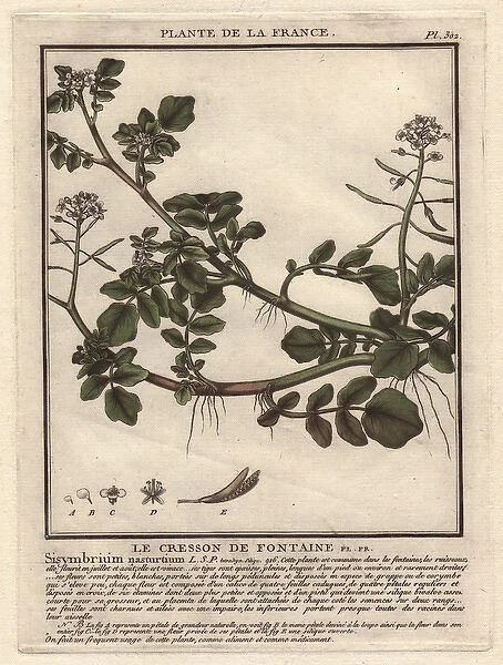 Watercress, Sisymbrium nasturtium-aquaticum