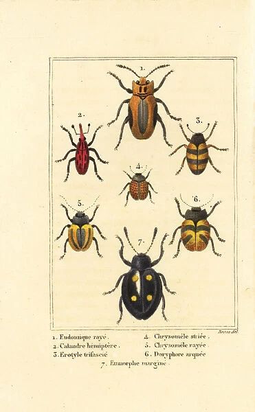 Weevils and beetles