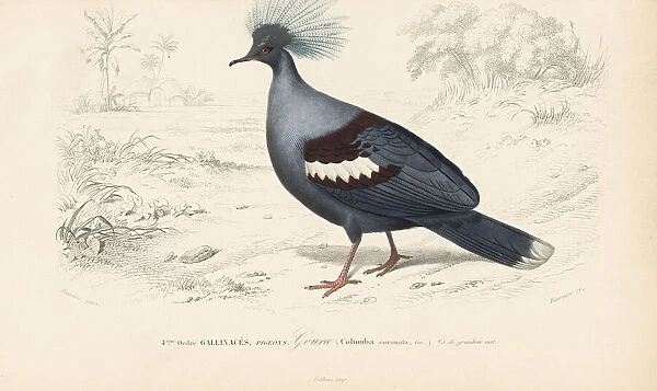 Western crowned pigeon, Goura cristata (vulnerable)