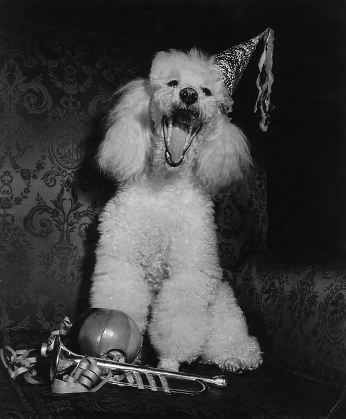 White poodle in a party hat