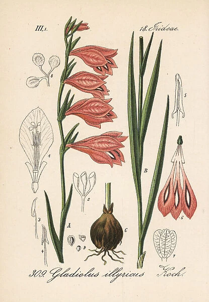 Wild gladiolus, Gladiolus illyricus