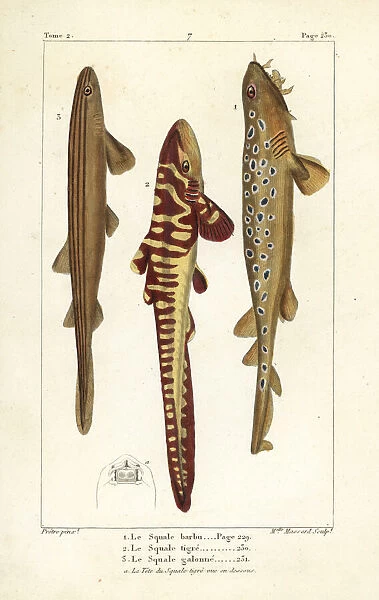 Wobbegong, tiger shark, and striped catshark