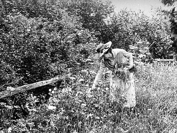 Woman gathering wild flowers, 1890s