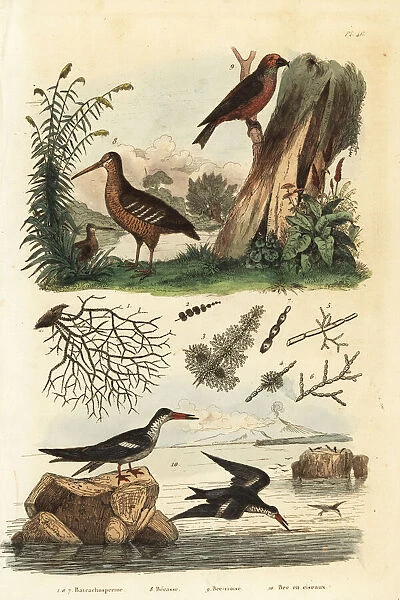 Woodcock, red crossbill and black skimmer