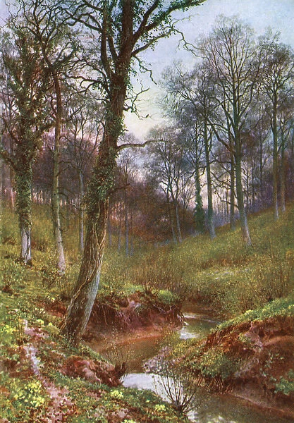 Woods Near Ockley 1906