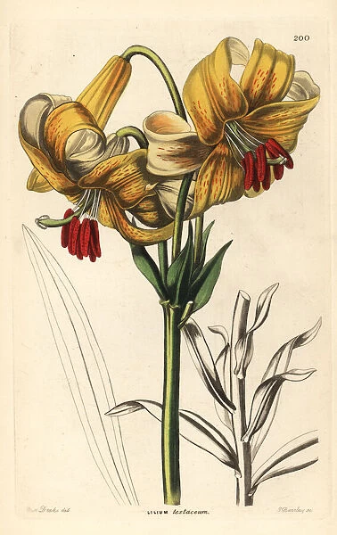 Yellow Japan lily, Lilium testaceum