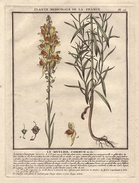 Yellow snapdragon, Antirrhinum vulgare