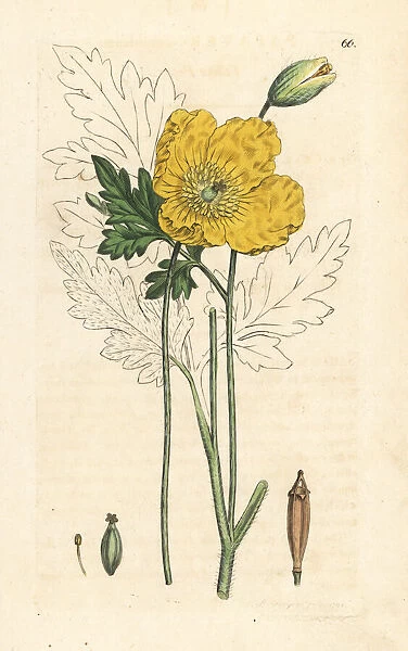 Yellow or Welsh poppy, Papaver cambricum