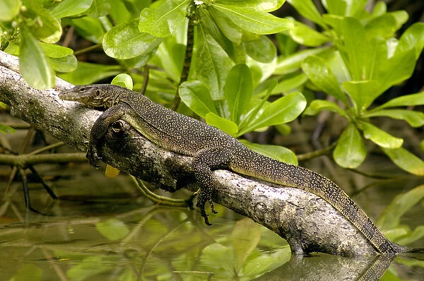 A young Common Monitor Lizard rests (sunbathing
