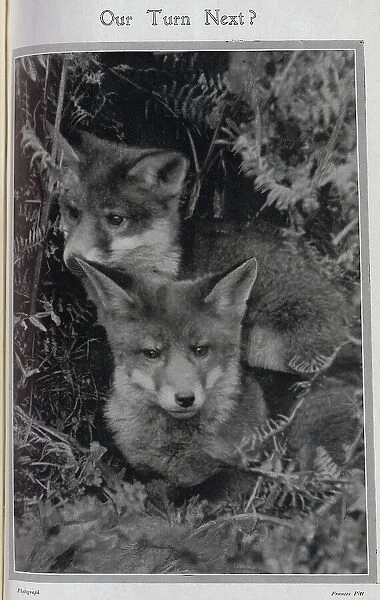 Young foxes, hunting season Date: 1910