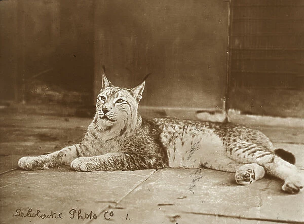 Zoo - Lynx