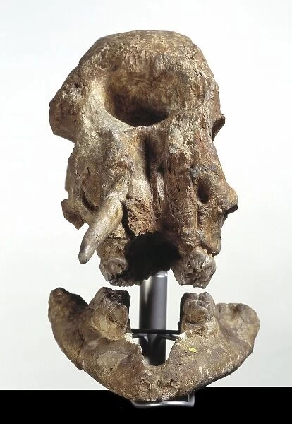 Zygolophodon atticus, mastodon