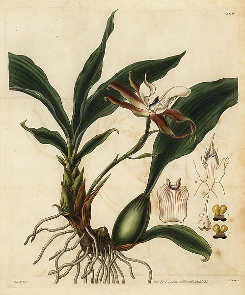 Zygosepalum labiosum orchid