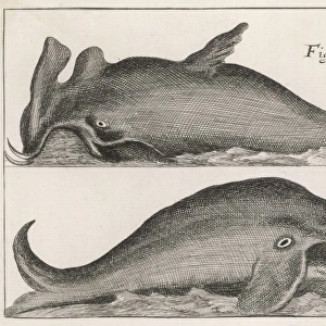 17th Century Whales