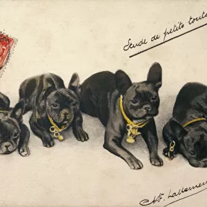 4 French Bulldogs