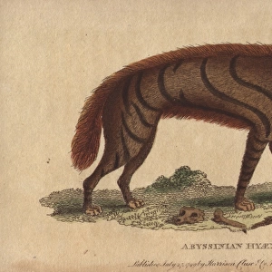 Abyssinian hyena, Hyaena aethiopicus