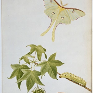 Actias luna, emperor moth