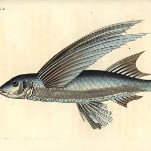 African sailfin flyingfish, Parexocoetus mento