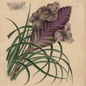 Airplant with lilac and mauve flowers, Tillandsia lindenii