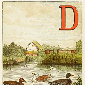 Alphabet / D for Ducks