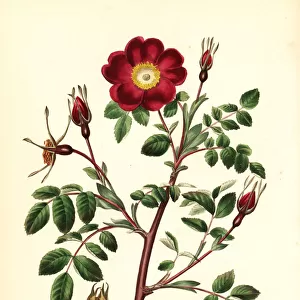 Alpine rose, Rosa pendulina