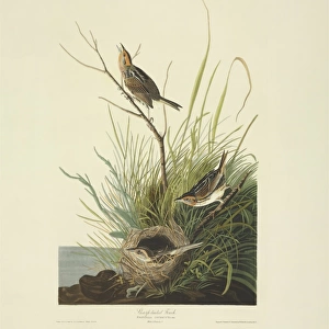 Ammodramus caudacutus, saltmarsh sharp-tailed sparrow