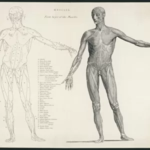 Anatomy / Muscles