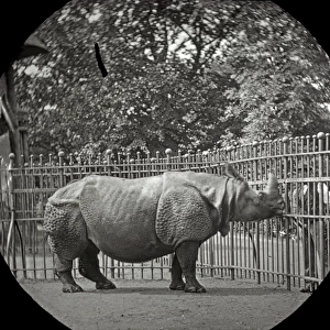 Animals at a French Zoo - Rhinoceros