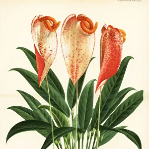 Anthurium scherzerianum, Madame Emile Bertrand variety