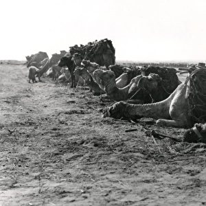 Anzac transport camels resting at Gaza, WW1