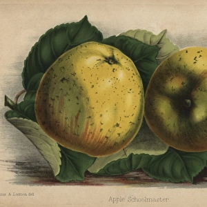 Apple cultivar, Schoolmaster, Malus domestica