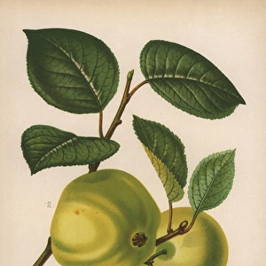 Apple varieties: Oslin and Early Julien, Malus domestica