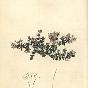 Arcadian woodruff, Asperula arcadiensis