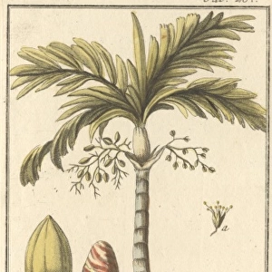 Areca catechu L. betel nut palm