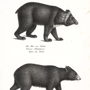 Asian black bear and American black bear