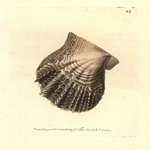 Atlantic pearl-oyster, Pinctada radiata