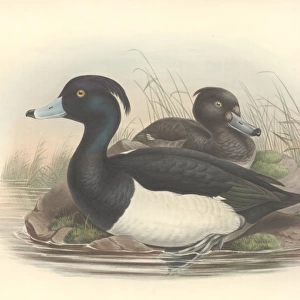 Aythya fuligula, tufted duck