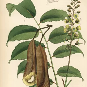 Balsam of Peru, Myroxylon balsamum var. pereirae