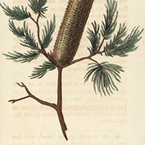Banksia incognita, unknown species from New South Wales