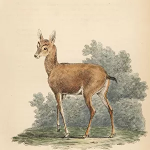 Barking deer, Muntiacus muntjak. Female?