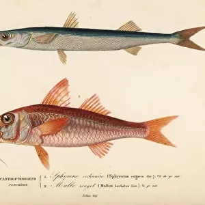 Barracuda, Sphyraena sphyraena, and red mullet